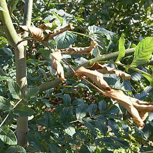Summer has arrived: The summer tree diseases to look out for tree disease