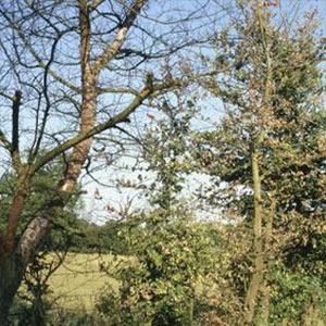 Summer has arrived: The summer tree diseases to look out for tree disease