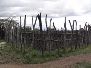 Keeping lions from livestock — building fences can save lives Keeping lions from livestock — building fences can save lives