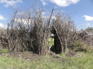 Keeping lions from livestock — building fences can save lives Keeping lions from livestock — building fences can save lives