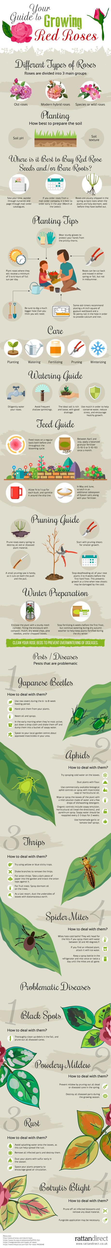 A guide to growing red roses guide to growing red roses - infographic