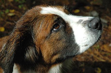 Keira's #ProvincialPark #dog tours #HighFalls #AlgonquinPark #Ontario #Canada Keira's Provincial Park dog tours: High Falls, Algonquin Park, Ontario Canada