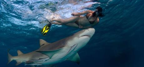 12 Things More Likely to Kill You Than a Shark4 min read