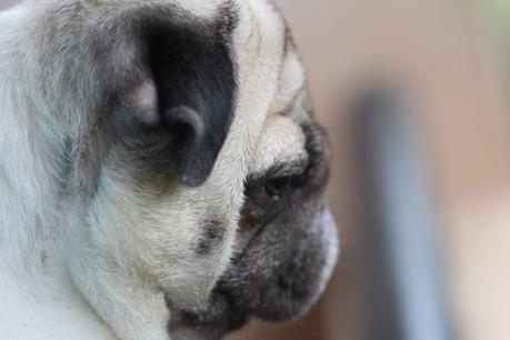 The angry Crow and the Pensive Pug The angry Crow and the Pensive Pug