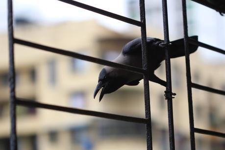 The angry Crow and the Pensive Pug The angry Crow and the Pensive Pug