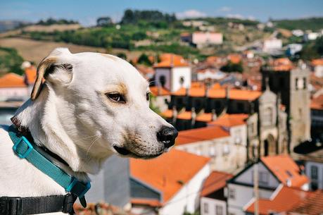 Ice the Tourist Dog in Lamego