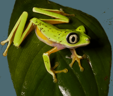 Endangered Frogs and Lily Pads
