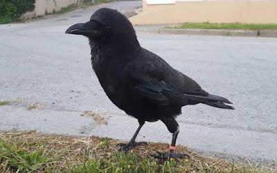 pecking by crow - drives suspension of Postal SErvice