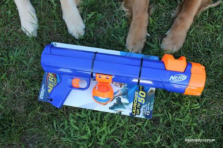healthy active dogs playing fetch with nerf dog ball blaster dog toy