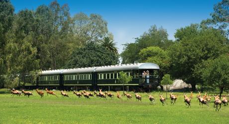 Top 5 Unique Train Experiences Not to Miss! Top 5 Unique Train Experiences Not to Miss!