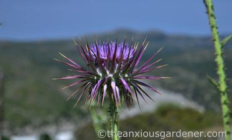 A Postcard From Lindos, Rhodes