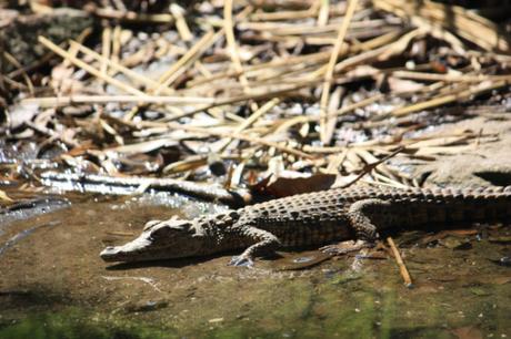 DAILY PHOTO: Tiny Nile Crocodile