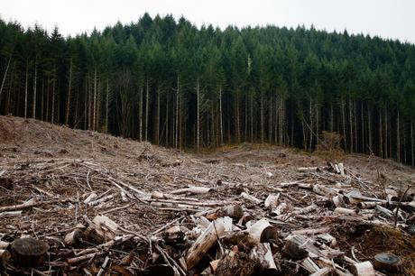 Human Mistakes:  Deforestation