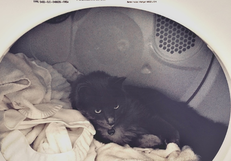cat in dryer