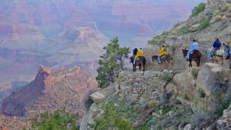 Mule rides at the Grand Canyon