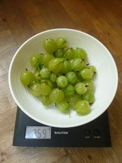 Getting the Gooseberry Harvest In