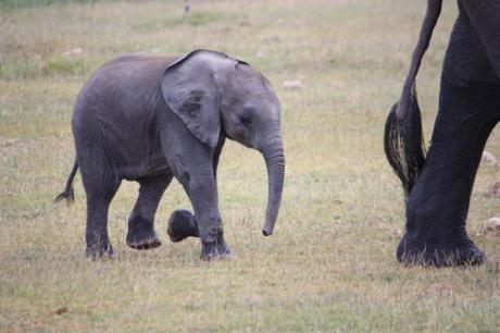 DAILY PHOTO: Baby Elephants