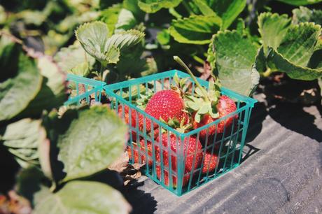 strawberry strawberry