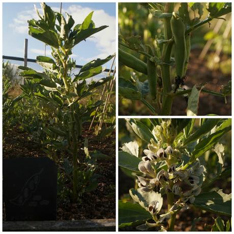 Broad beans - www.growourown.blogspot.com Broad beans - www.growourown.blogspot.com