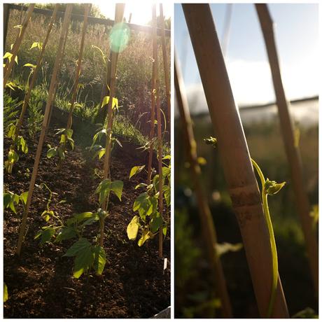 climbing beans - www.growourown.blogspot.com climbing beans - www.growourown.blogspot.com