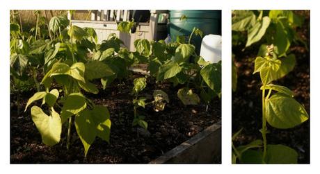 dwarf french beans - www.growourown.blogspot.com dwarf french beans - www.growourown.blogspot.com