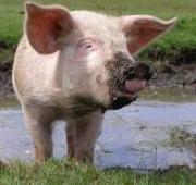 Pig Pig