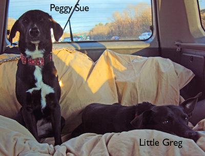 Car travel with dogs (guest post)