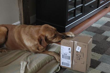 Mr. Chewy Review Mr. Chewy Review