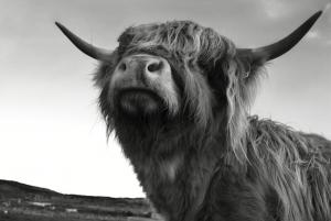 Events and Festival to Enjoy around your Scotland Hotel Break Events and Festival to Enjoy around your Scotland Hotel Break