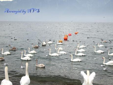 Arranged by NVS Wonderful arrengement.