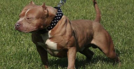 Pit-Bulls and Passionate Parents