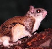 Flying Squirrel Flying Squirrel