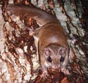 Flying Squirrel Flying Squirrel