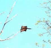 Flying Squirrel Flying Squirrel