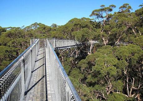 10 Amazing Treetop Walkways Around The World 10 Amazing Treetop Walkways Around The World