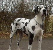 Great Dane Great Dane