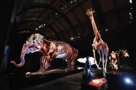 Giraffe and elephant, plastinated: © Gunther von Hagens, Institute for Plastination, Germany