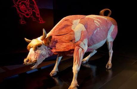 Bull, plastinated: © Gunther von Hagens, Institute for Plastination, Germany