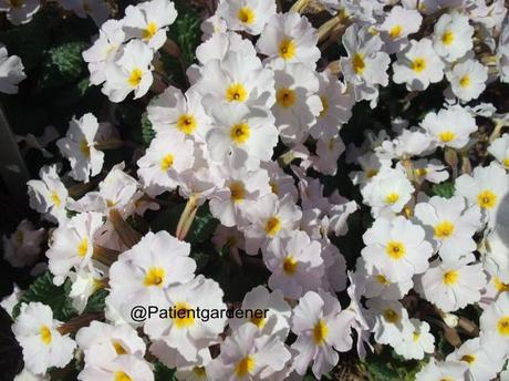 Primula (Cultivar unknown - not Sir Galahad)