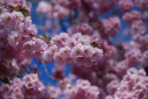 Exploring the History of Cherry Blossom Season