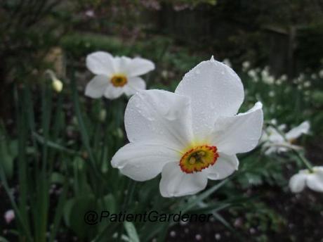 Narcissus Pheasants' Eye