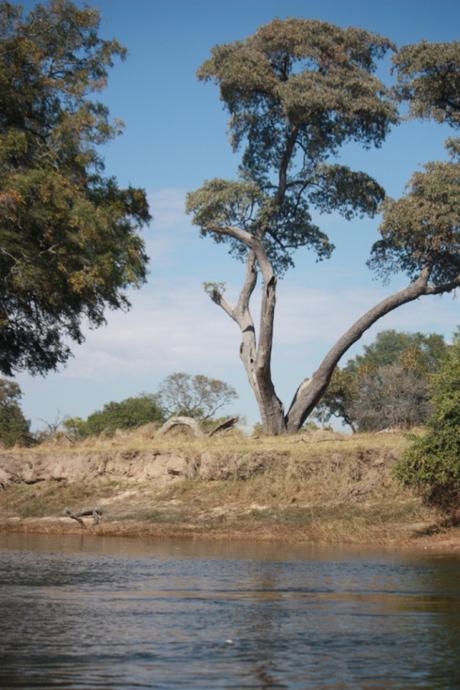 DAILY PHOTO: Floating the Zambezi