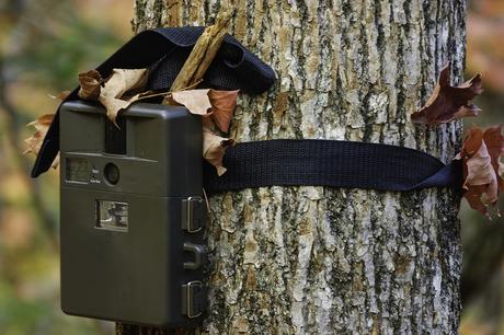 How to Use Trail Cameras During the Off Season Effectively Use Trail Cameras During The Off Season