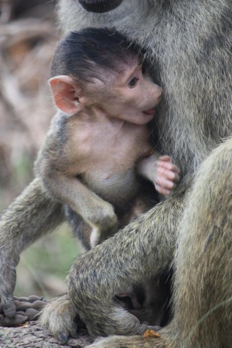 DAILY PHOTO: Baboon Baby