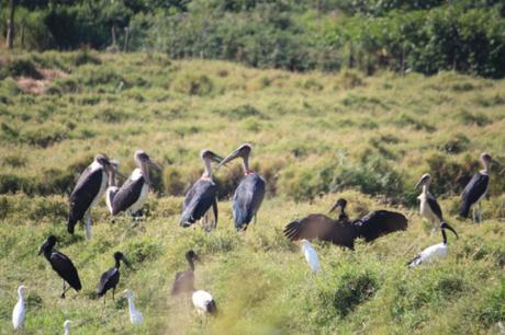 DAILY PHOTO: Meeting of Marabou: with Ibis and Egrets