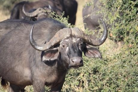 DAILY PHOTO: Portrait of a Cape Buffalo