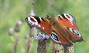 Earth’s Sixth Mass Extinction Event Under Way Earth’s Sixth Mass Extinction Event Under Way