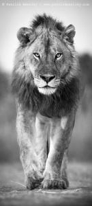 Earth’s Sixth Mass Extinction Event Under Way Earth’s Sixth Mass Extinction Event Under Way