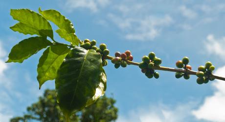 On the Trail of the Perfect Brew: Coffee