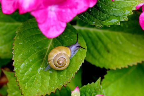 What’s bugging you? A guide to garden pests What’s bugging you? A guide to garden pests